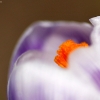 20100407_24459_liten_cr