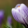 20100407_24462_liten_cr