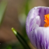 20100407_24479_liten_cr