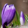 20100407_24481_liten_cr