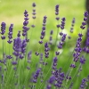 20090707_18755_liten_cr