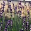 20090707_18822_liten_cr