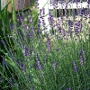 20090707_18825_liten_cr