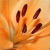 20061030_9336_liten_cr