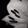 20061030_9389_liten_cr