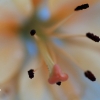 20070609_13375_liten_cr