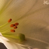 20080113_17335_liten_cr
