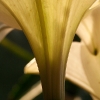 20080113_17374_liten_cr