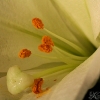 20080113_17392_liten_cr