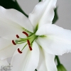 20081126_25027_liten_cr