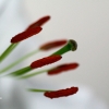 20081126_25081_liten_cr