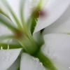 20081126_25082_liten_cr