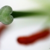 20081126_25089_liten_cr