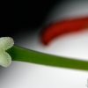 20081126_25108_liten_cr