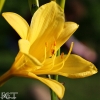 20090607_17897_liten_cr