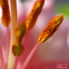 20100416_24552_liten_cr
