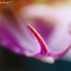 20070531_12941_liten_cr