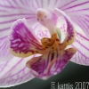 20070531_12944_liten_cr