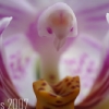 20070531_12961_liten_cr