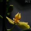 20080127_17643_liten_cr