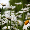 20090708_18966_liten_cr