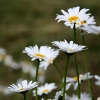 20090708_18969_liten_cr