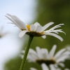 20090708_18970_liten_cr
