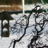20090215_25846_liten_cr